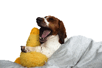 Sleepy Good Night Sticker