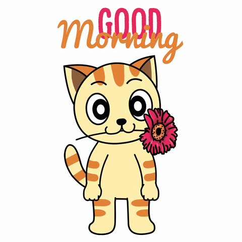 Good Morning Cats GIF by JPedicini