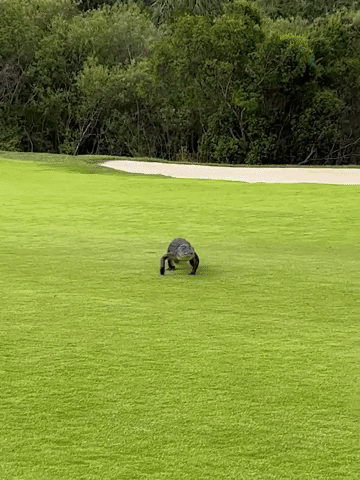 Florida Golfer Remains Unfazed by Alligator