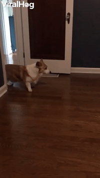 Quirky Corgi Slowly Backs Out of Room