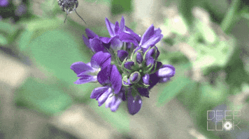 Flower Bee GIF by PBS Digital Studios