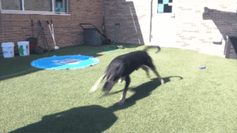 spencernews giphygifmaker dog pet pets GIF