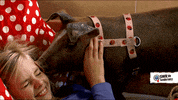tiere bis unters dach bed GIF by SWR Kindernetz