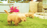 Golden Retriever Running GIF