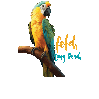 Dvm Fetch Sticker by dvm360