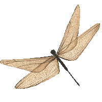 Beauty Bug Sticker