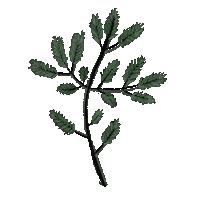 olichu green plants pine spruce Sticker