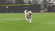 alabamabaseball dogball GIF by Alabama Crimson Tide