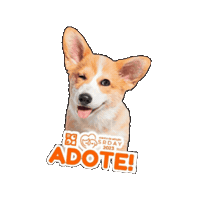 petland_brasil petland petlandbrasil srday Sticker