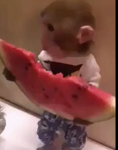monkey watermelon GIF