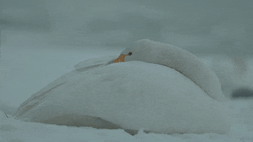 snow wildlife GIF by Jerology