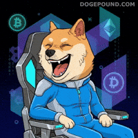 Happy Shiba Inu GIF by Doge Pound