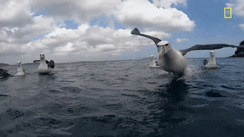 natgeochannel new zealand gordon ramsay uncharted national geographic uncharted GIF