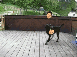 can't get enough dog GIF by Rocket Beans TV