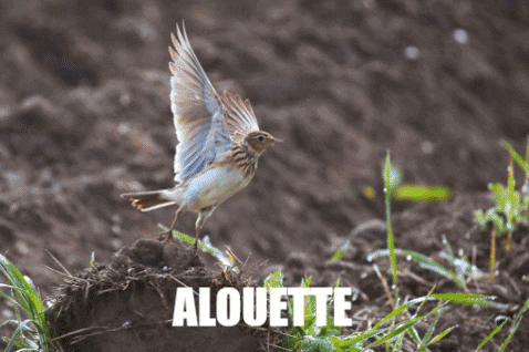 investigationRF giphygifmaker birds oiseaux GIF