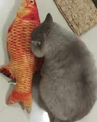 cute aww GIF