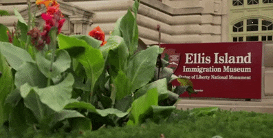 new york GIF