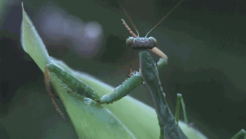 kissing praying mantis GIF by Cheezburger