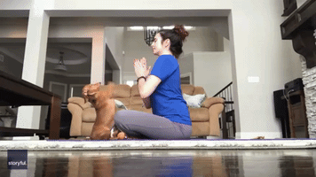 Finding Her Zen: Cute Dachshund Strikes a 'Dog-a' Pose