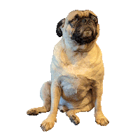 Confused One Eye Sticker by FITC Denver