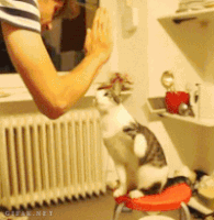 GIF by Product Hunt