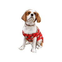 Dogs Love Sticker