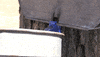 maple syrup scifri GIF by Science Friday