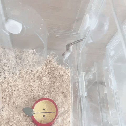 cuteanimalland giphyupload GIF