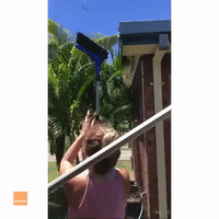 Woman Saves Large Spider Weaving Web