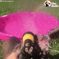 Dog GIF by The Dodo