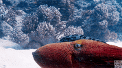 blue planet octopus GIF by BBC America