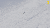 Fail Nat Geo GIF by National Geographic Channel