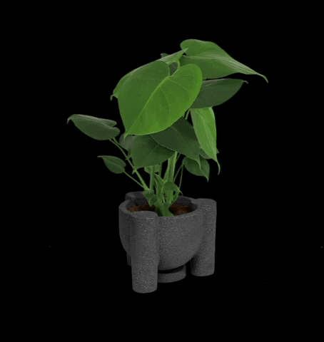 MuyBonito giphyupload plants oaxaca plantas GIF