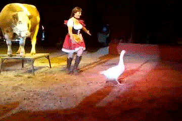jumps cows GIF by Cheezburger