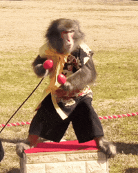 Fun Monkey GIF
