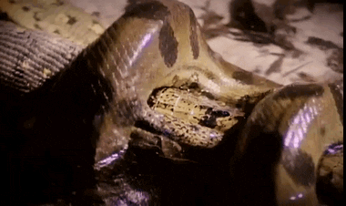 anaconda GIF