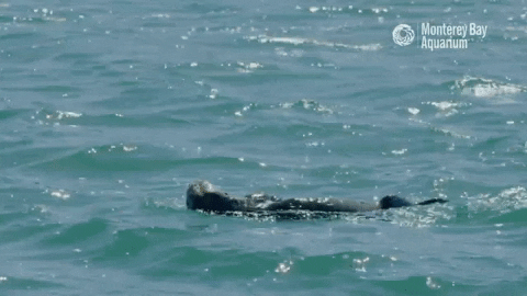 Sea Otter Swimming GIF by Monterey Bay Aquarium