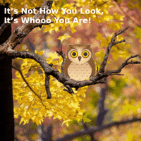 Fall Autumn GIF