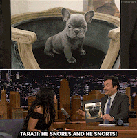 jimmy fallon puppy GIF by The Tonight Show Starring Jimmy Fallon