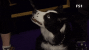 Hungry Westminster Dog Show GIF by Westminster Kennel Club