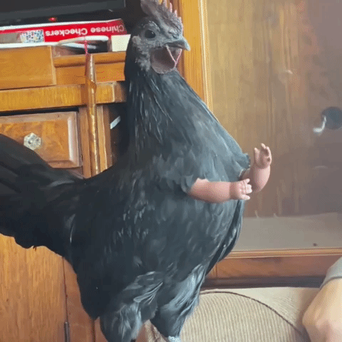 Rooster With Arms