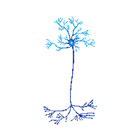 asociacioneducar brain casa ae cerebro Sticker