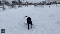 Snow Won't Stop Wyoming Pooch's Catching Practice
