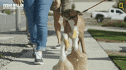 Dogwhisperer GIF by National Geographic Channel