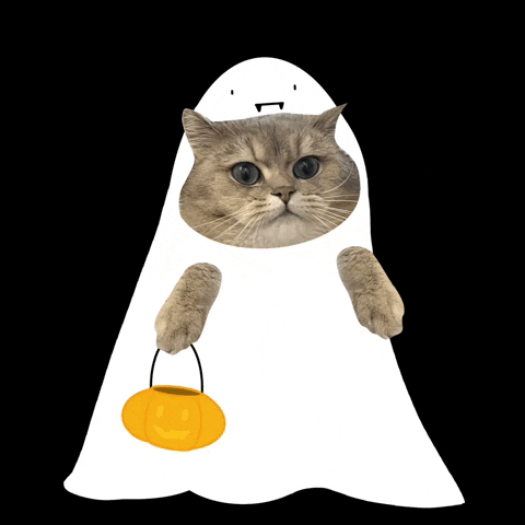 Cat Halloween GIF