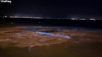 Bioluminescent Algae Bloom in Brisbane, Australia