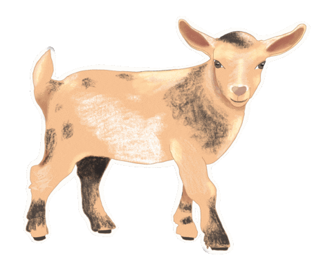 aweberdev goat goats aweberdev nigeriandwarf Sticker