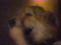 Scared Dogs GIF