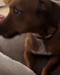 Dog Yes GIF