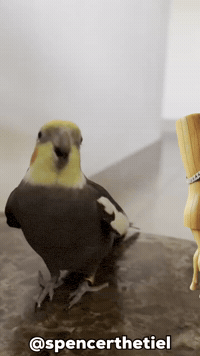 Instagram Bird GIF